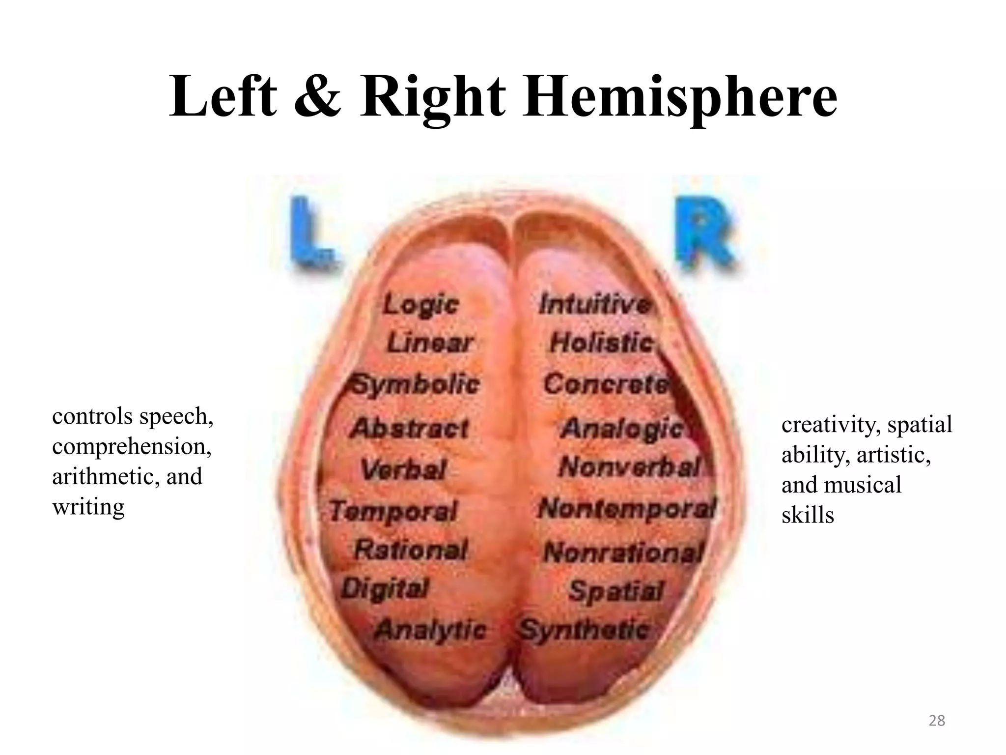 Left & Right Hemisphere



controls speech,                creativity, spatial
comprehension,                  ability, artistic,
arithmetic, and                 and musical
writing                         skills




                                                28
 
