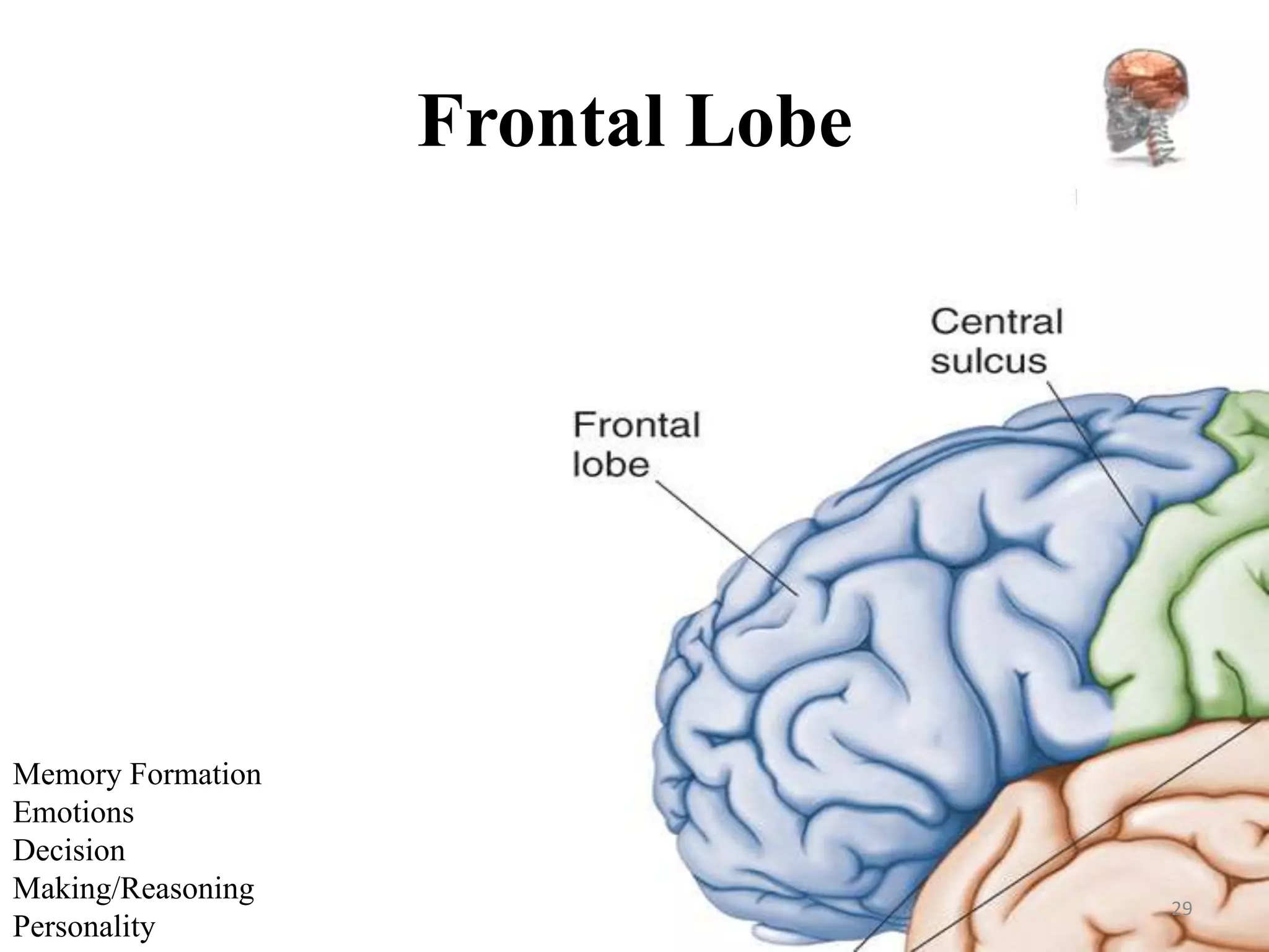 Frontal Lobe




Memory Formation
Emotions
Decision
Making/Reasoning
                                  29
Personality
 