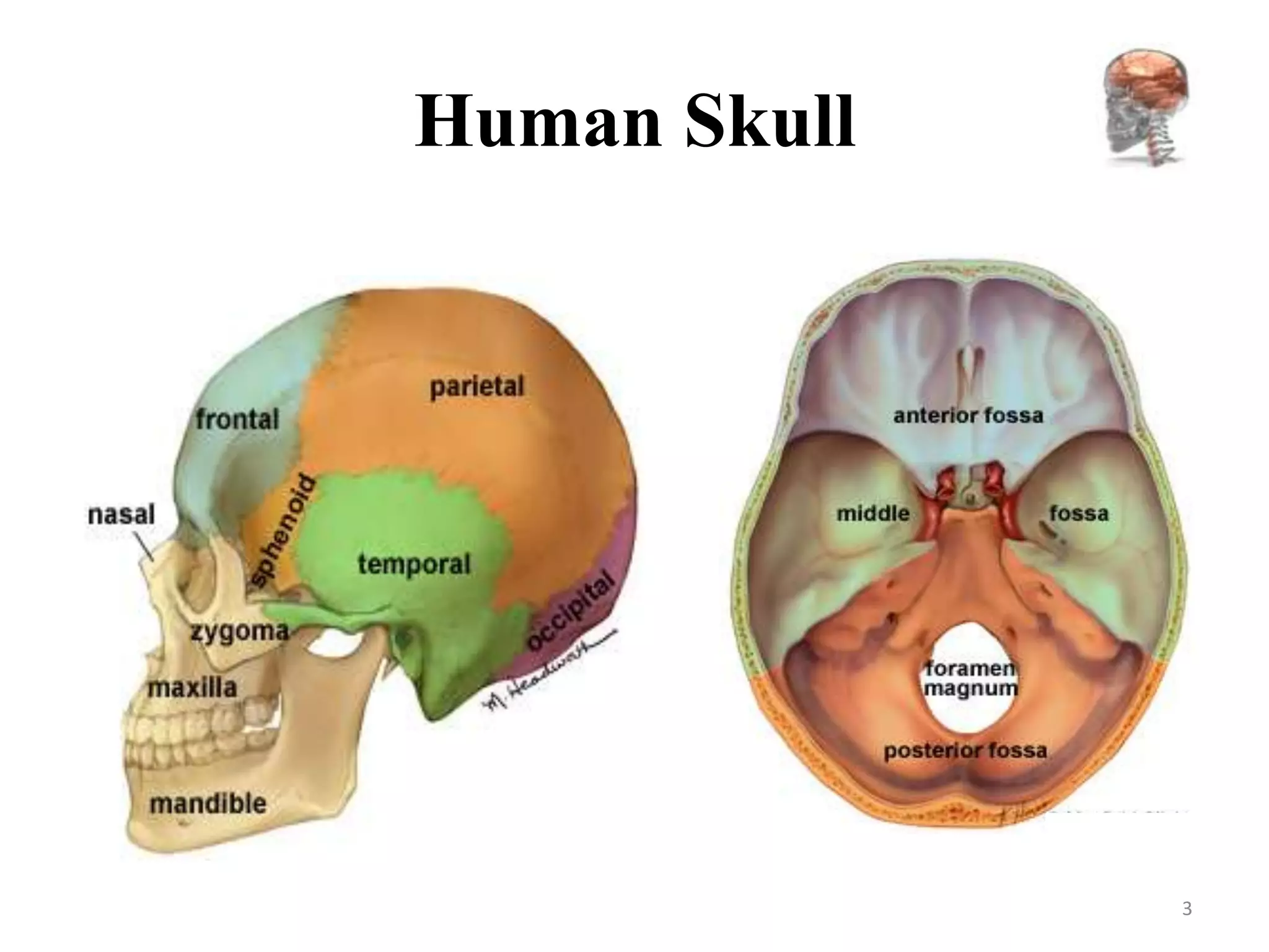 Human Skull




              3
 