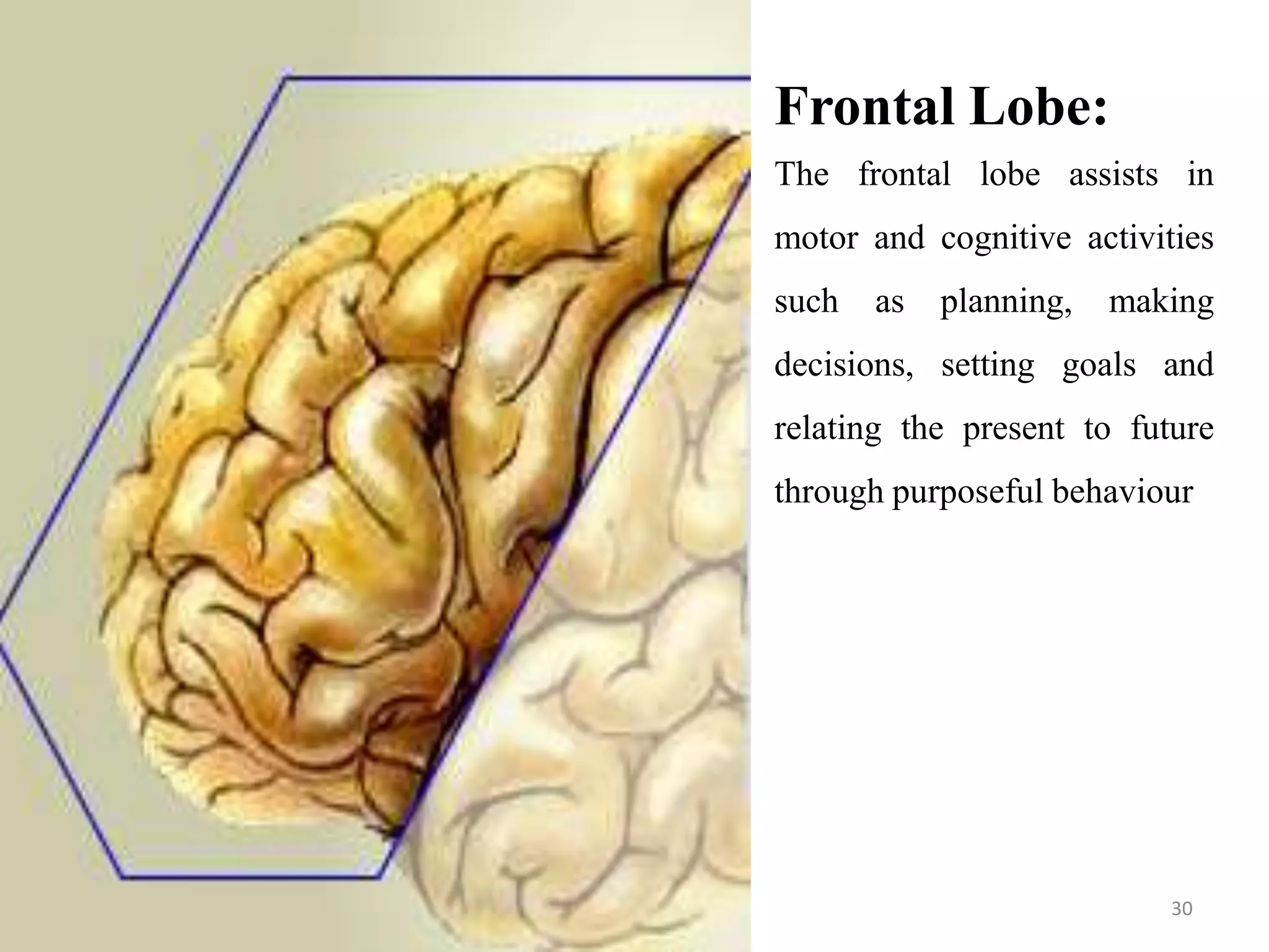 Frontal Lobe:
The frontal lobe assists in
motor and cognitive activities
such   as   planning,   making
decisions, setting goals and
relating the present to future
through purposeful behaviour




                           30
 
