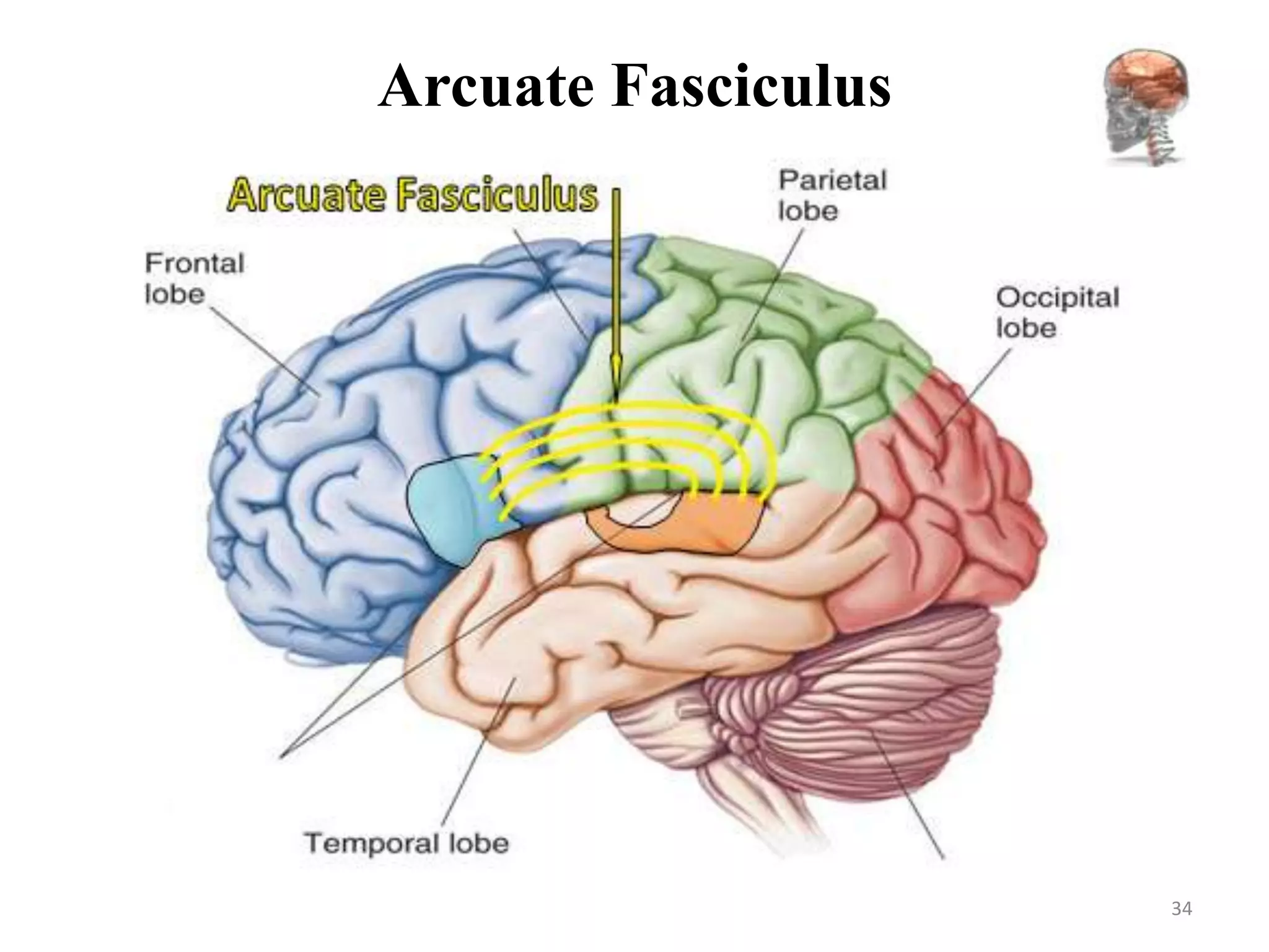Arcuate Fasciculus




                     34
 