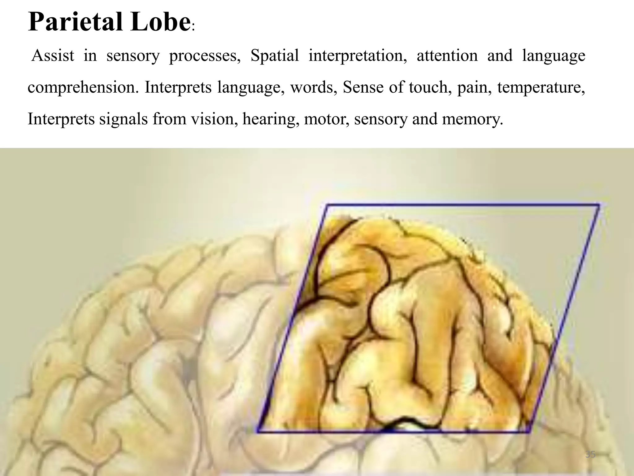 Parietal Lobe:
Assist in sensory processes, Spatial interpretation, attention and language
comprehension. Interprets language, words, Sense of touch, pain, temperature,
Interprets signals from vision, hearing, motor, sensory and memory.




                                                                            35
 