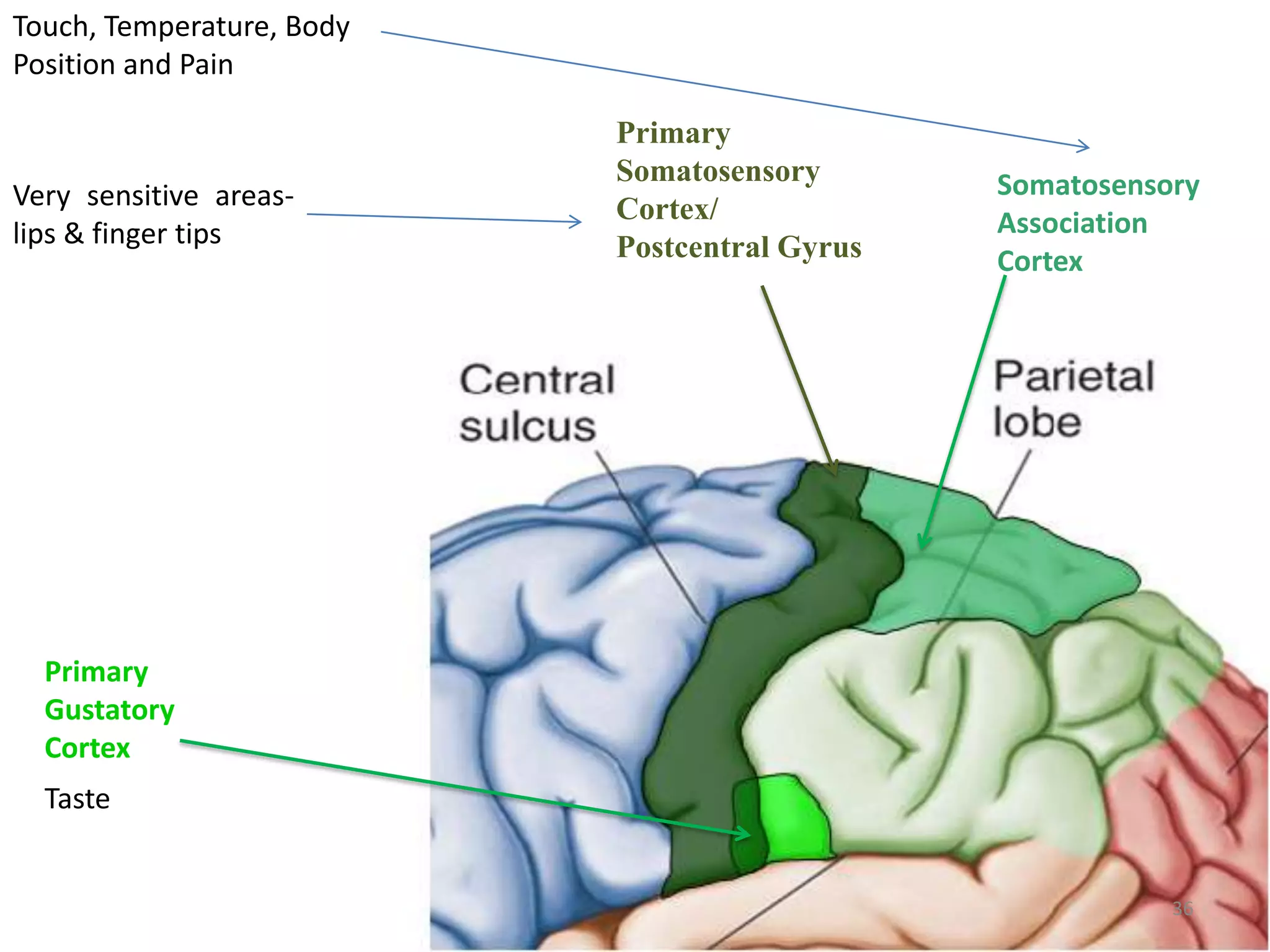 Touch, Temperature, Body
Position and Pain

                           Primary
                           Somatosensory       Somatosensory
Very sensitive areas-      Cortex/
lips & finger tips                             Association
                           Postcentral Gyrus   Cortex




  Primary
  Gustatory
  Cortex
  Taste


                                                          36
 