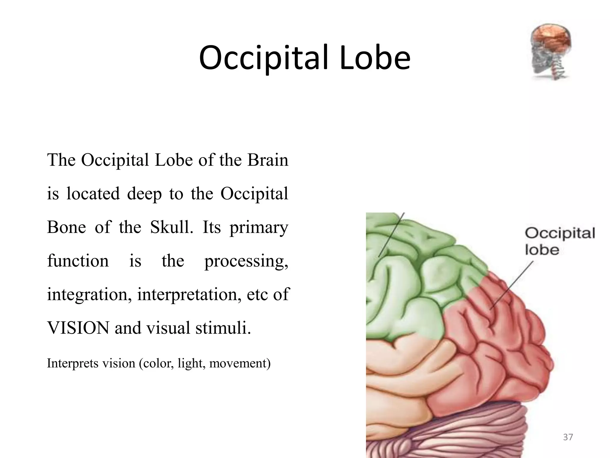 Occipital Lobe

The Occipital Lobe of the Brain
is located deep to the Occipital
Bone of the Skull. Its primary
function       is    the     processing,
integration, interpretation, etc of
VISION and visual stimuli.
Interprets vision (color, light, movement)




                                             37
 