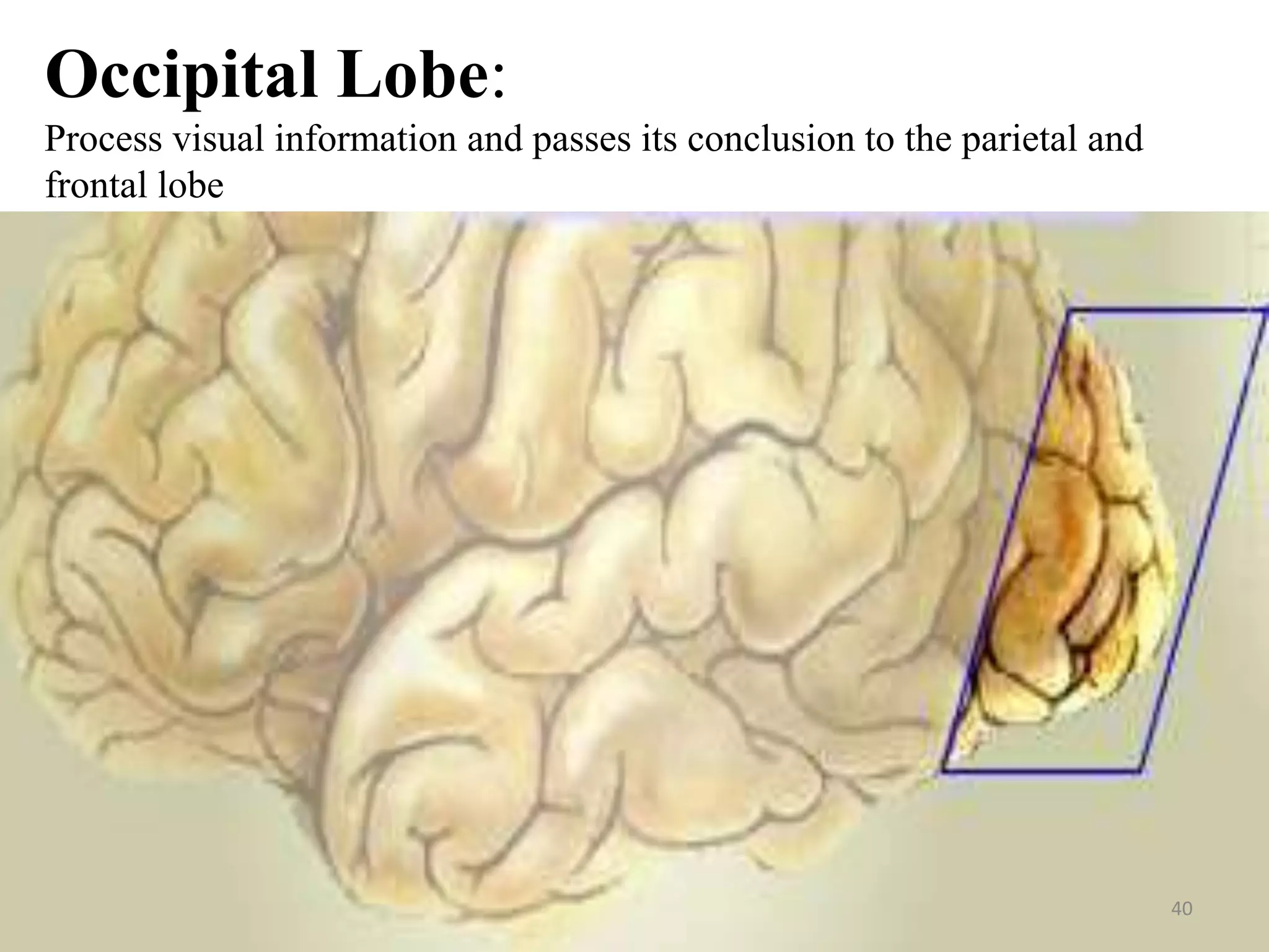 Occipital Lobe:
Process visual information and passes its conclusion to the parietal and
frontal lobe




                                                                           40
 