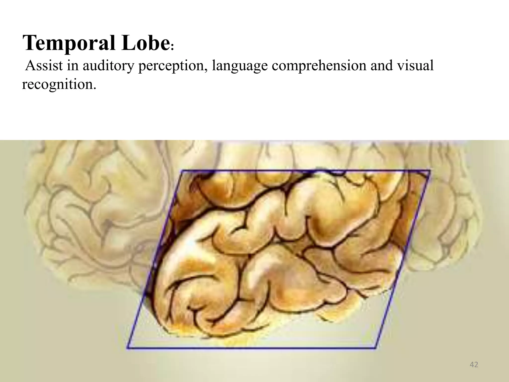 Temporal Lobe:
 Assist in auditory perception, language comprehension and visual
recognition.




                                                                    42
 