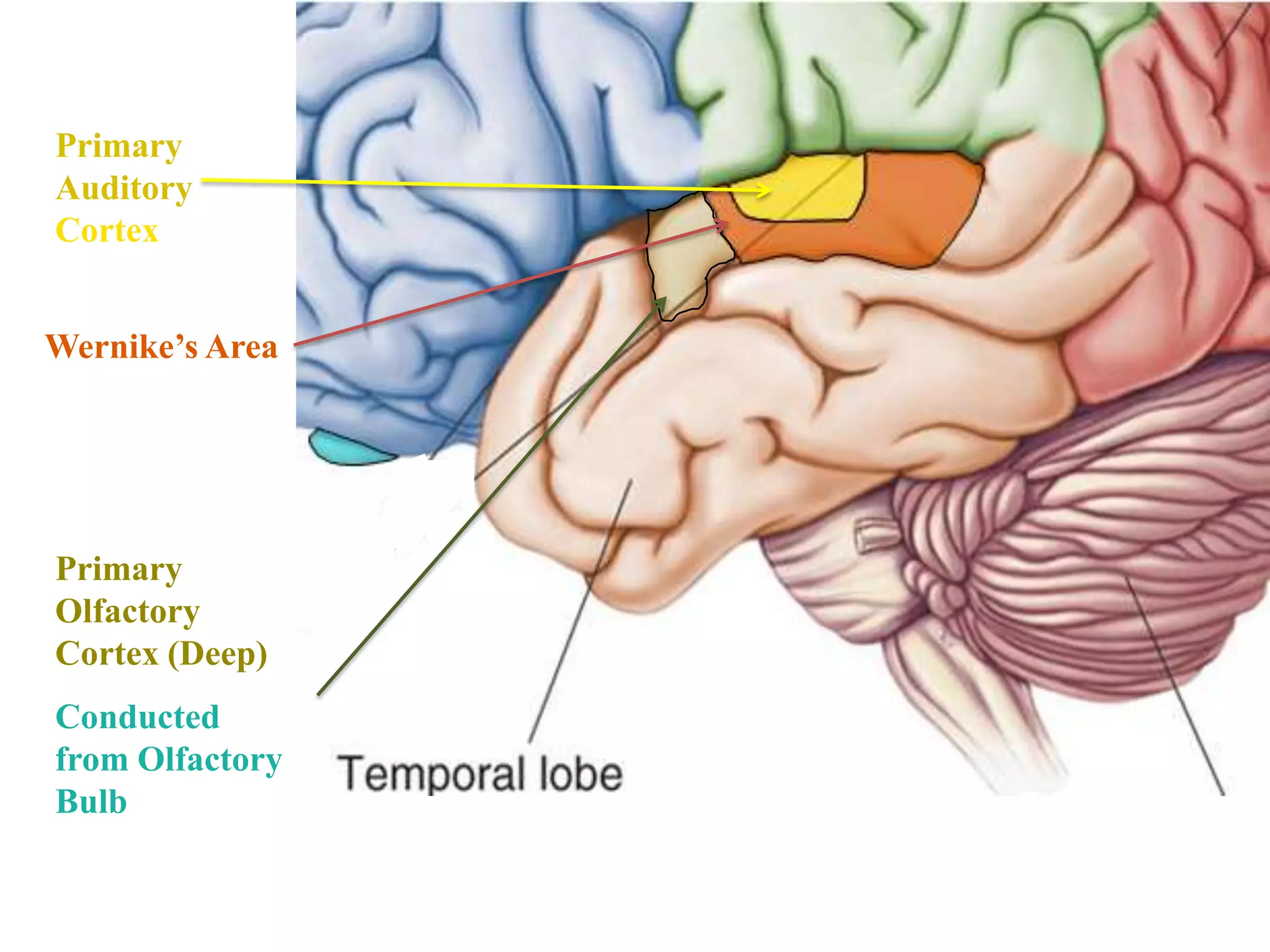 Primary
Auditory
Cortex


Wernike’s Area




Primary
Olfactory
Cortex (Deep)
Conducted
from Olfactory
Bulb
 