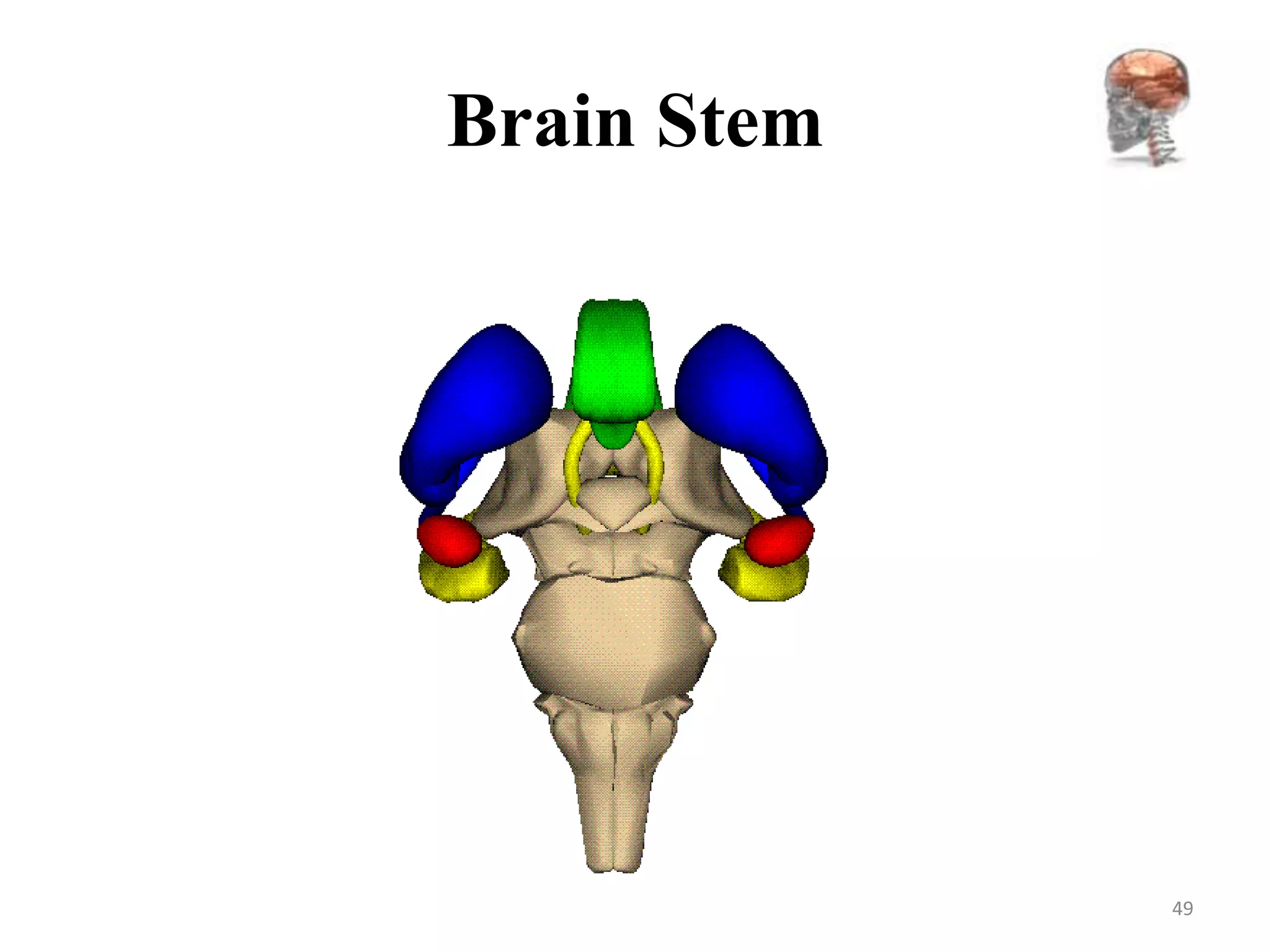 Brain Stem




             49
 