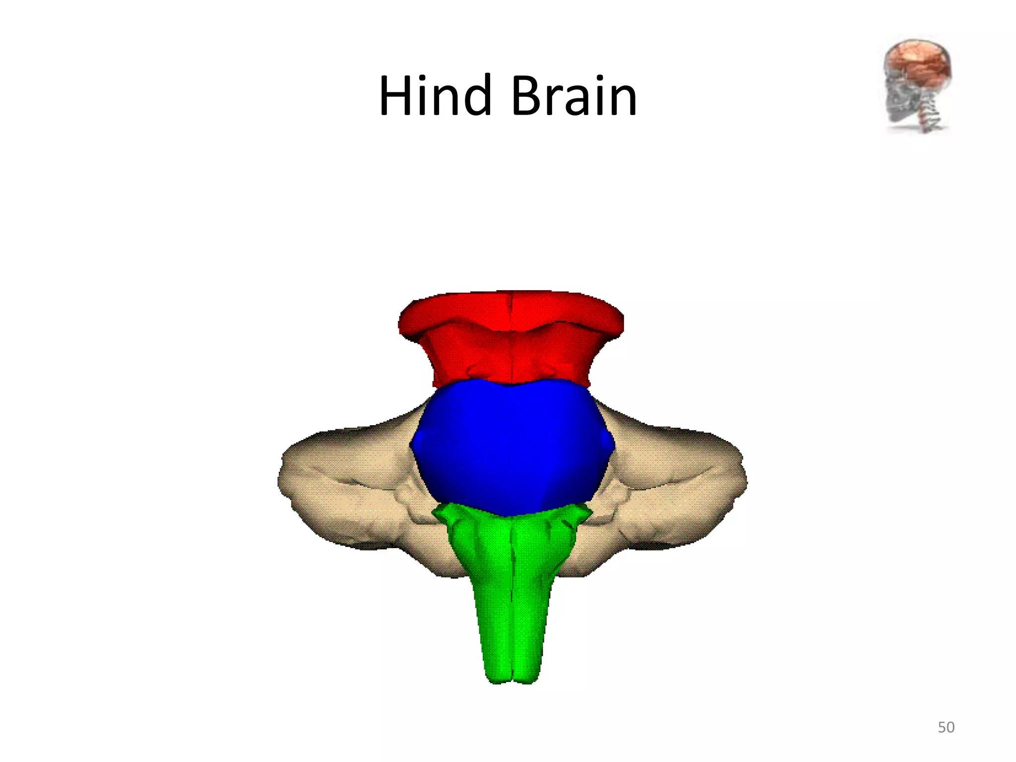 Hind Brain




             50
 