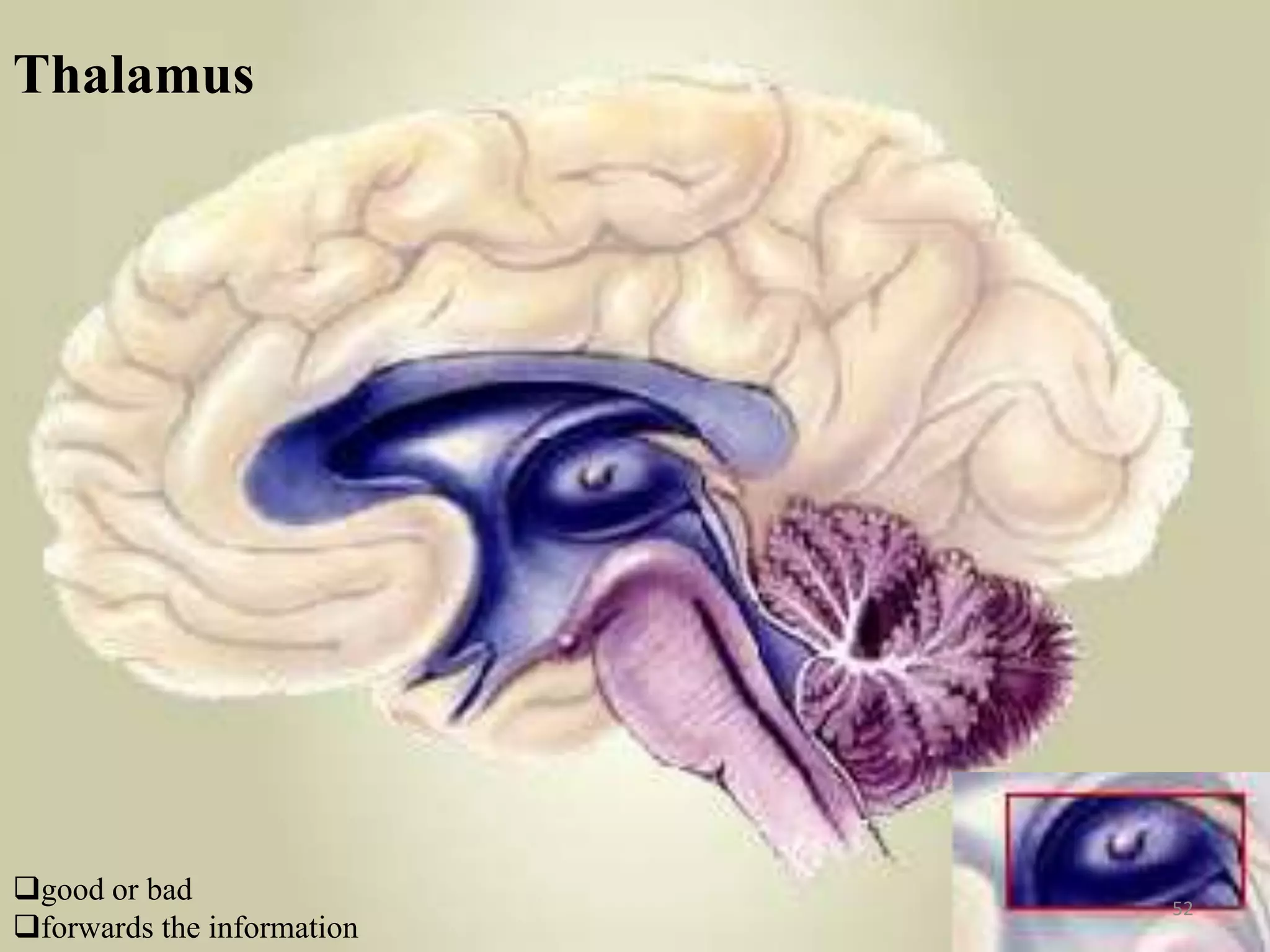 Thalamus
                            Thalamus




good or bad                           52
forwards the information
 