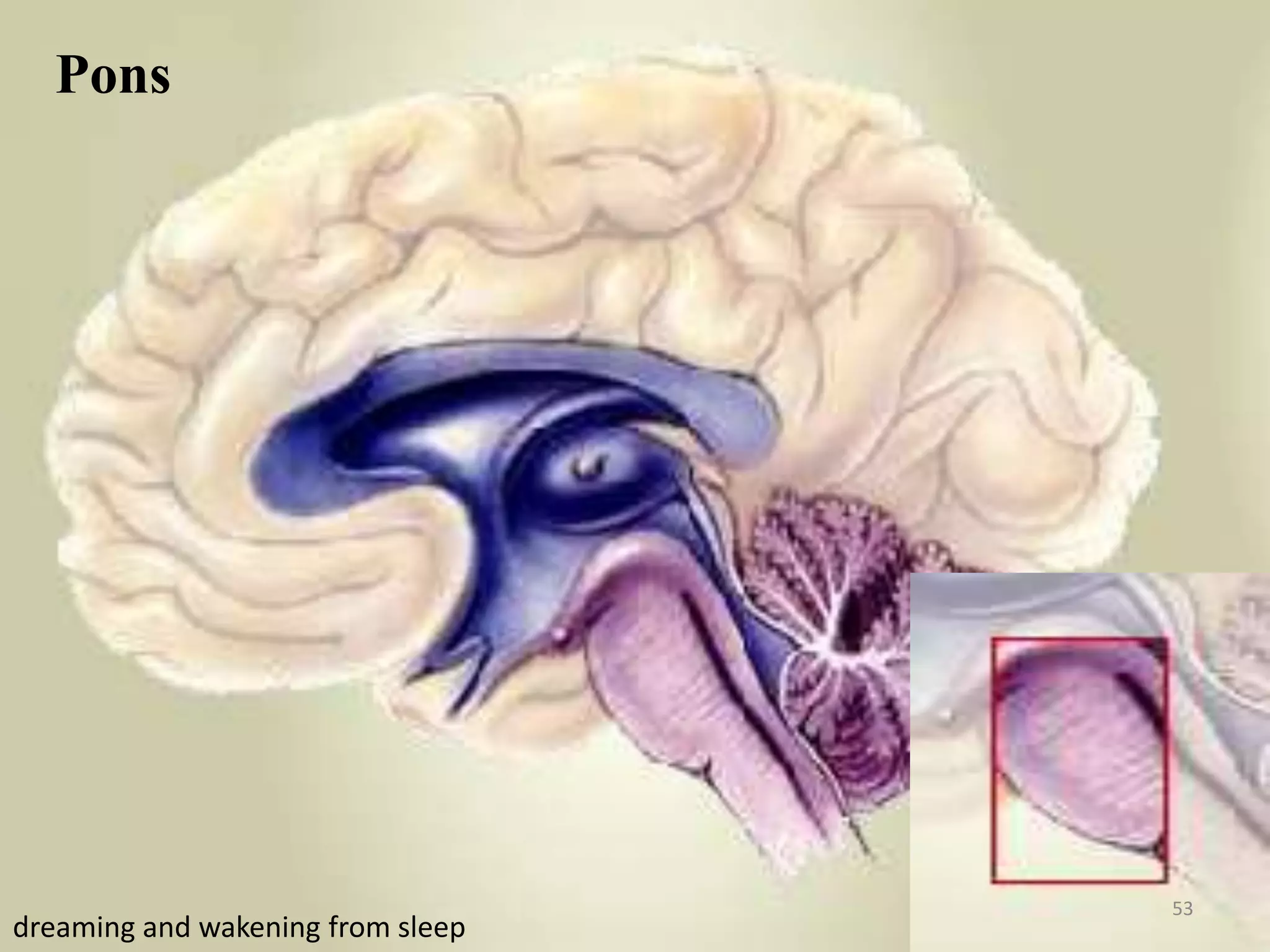 Pons
                                   Pons




                                          53
dreaming and wakening from sleep
 