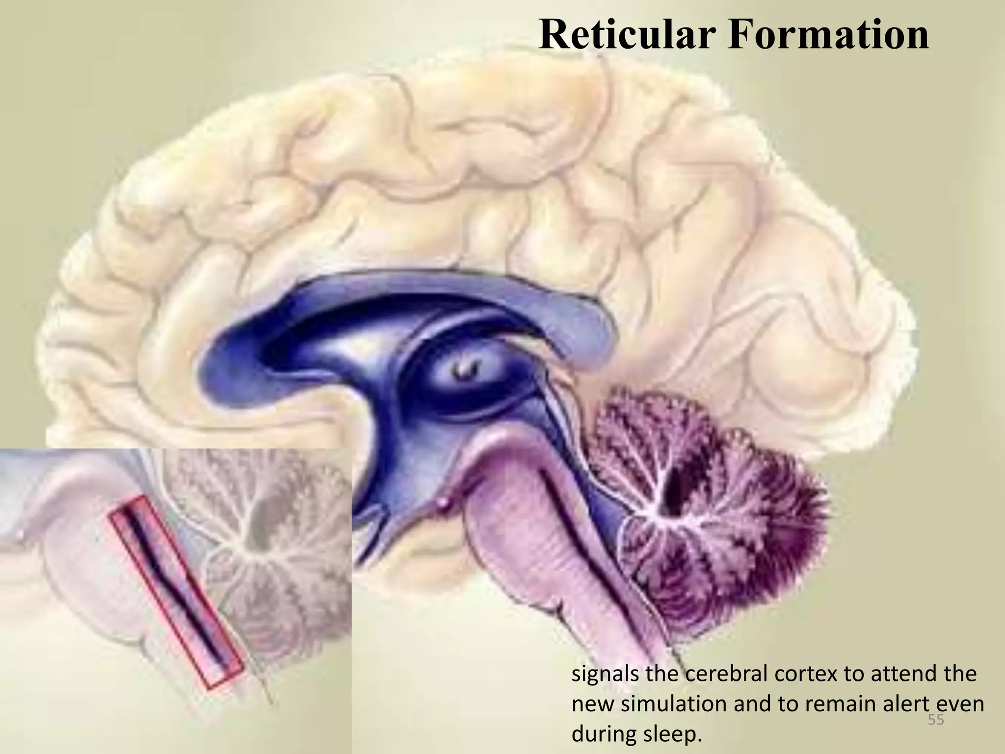 Reticular Formation
Pons




       signals the cerebral cortex to attend the
       new simulation and to remain alert even
                                           55
       during sleep.
 