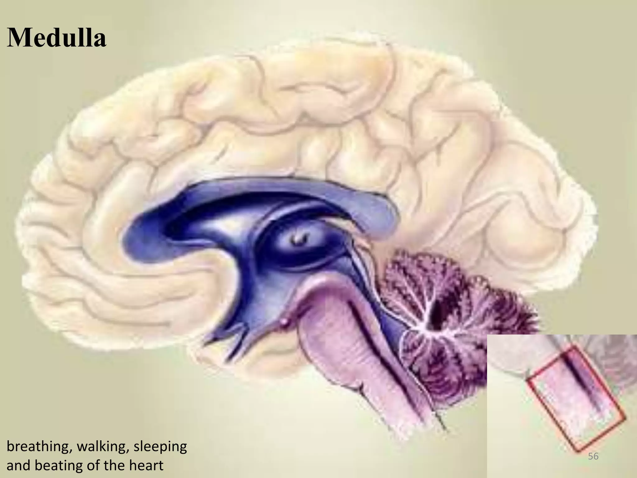 Medulla
                               Thalamus




breathing, walking, sleeping
                                          56
and beating of the heart
 