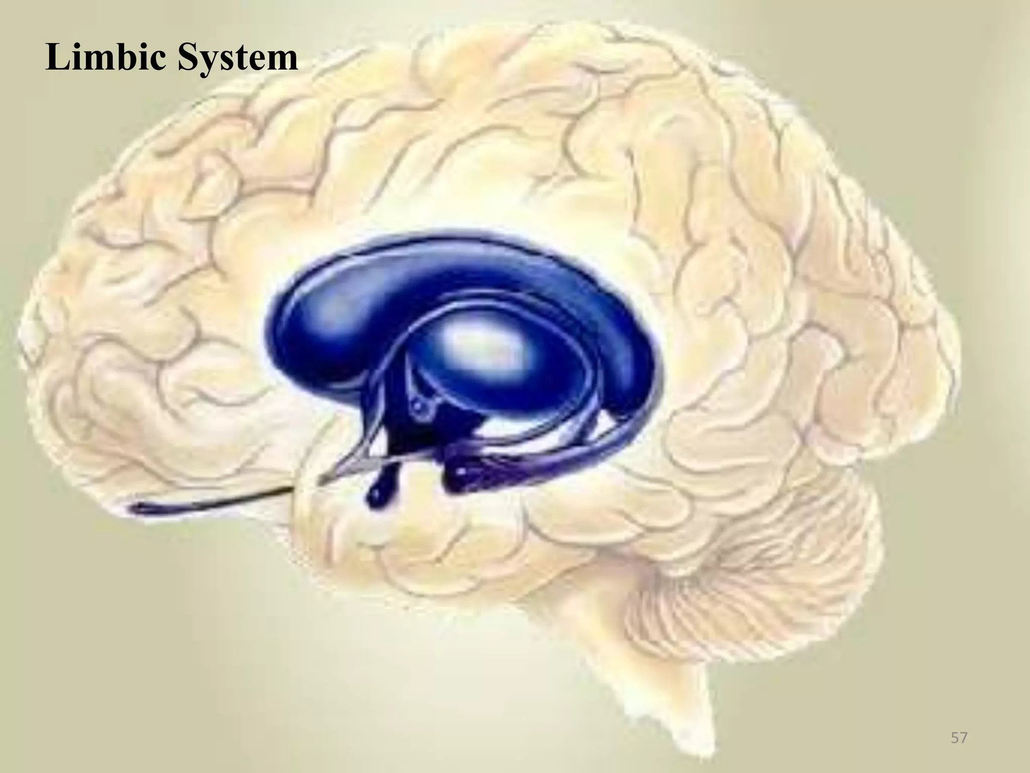 Limbic System




                57
 
