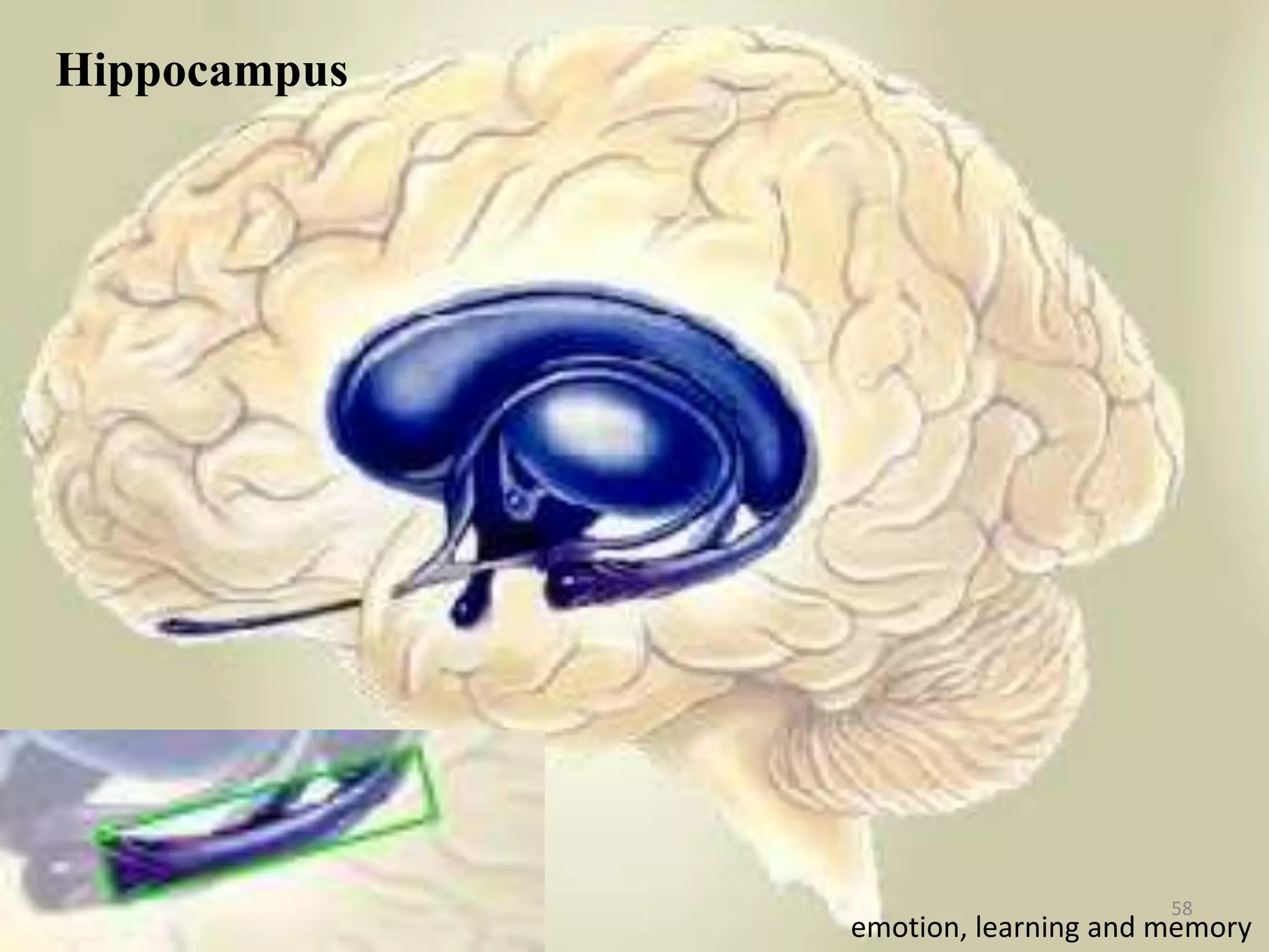 Hippocampus




                                    58
              emotion, learning and memory
 