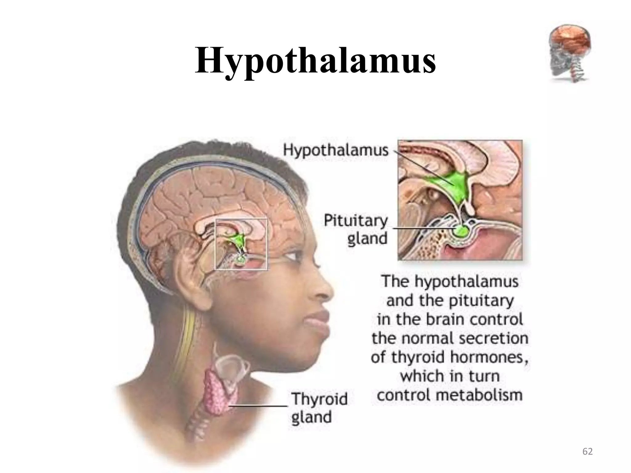 Hypothalamus




               62
 