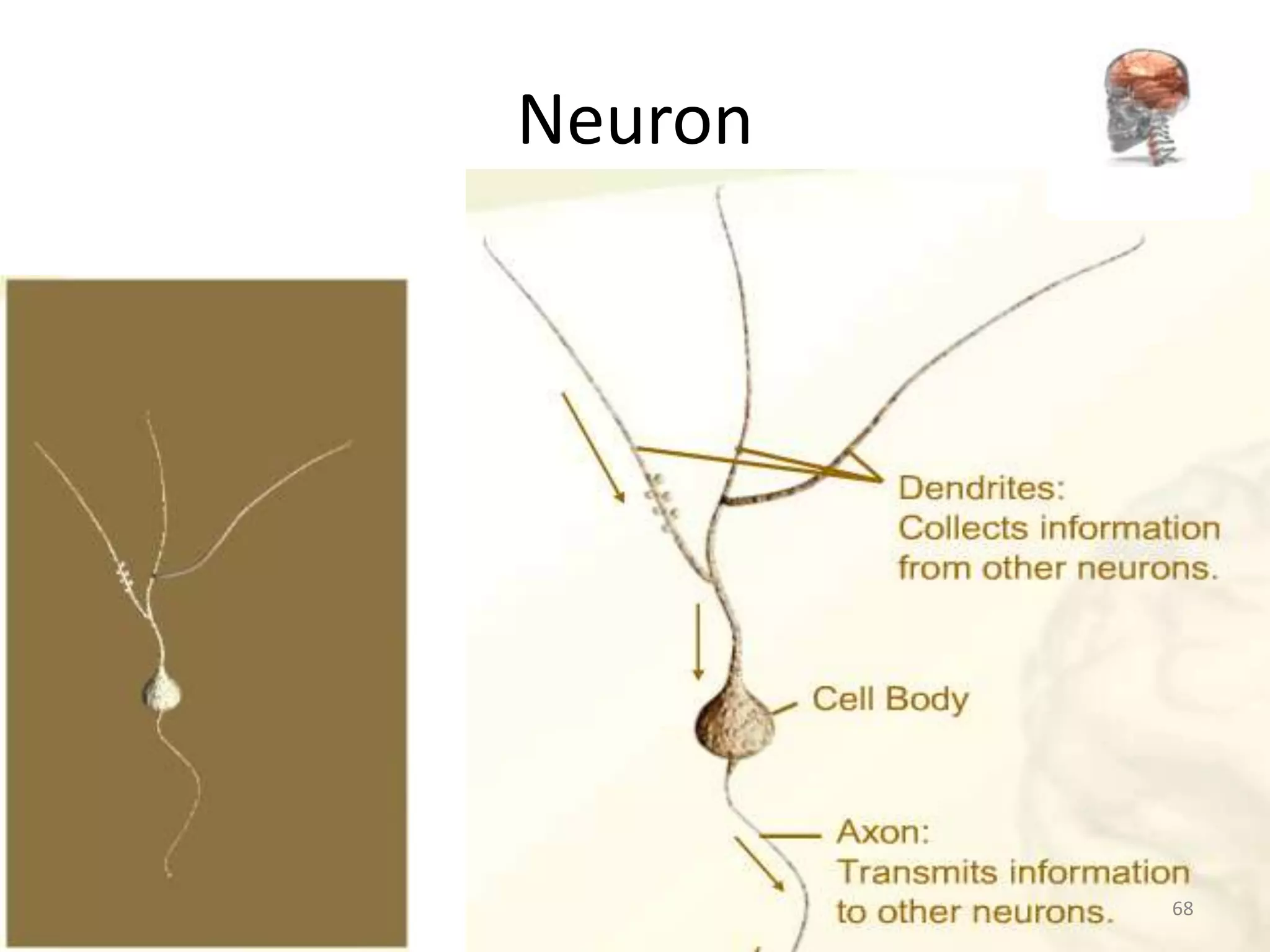 Neuron




         68
 