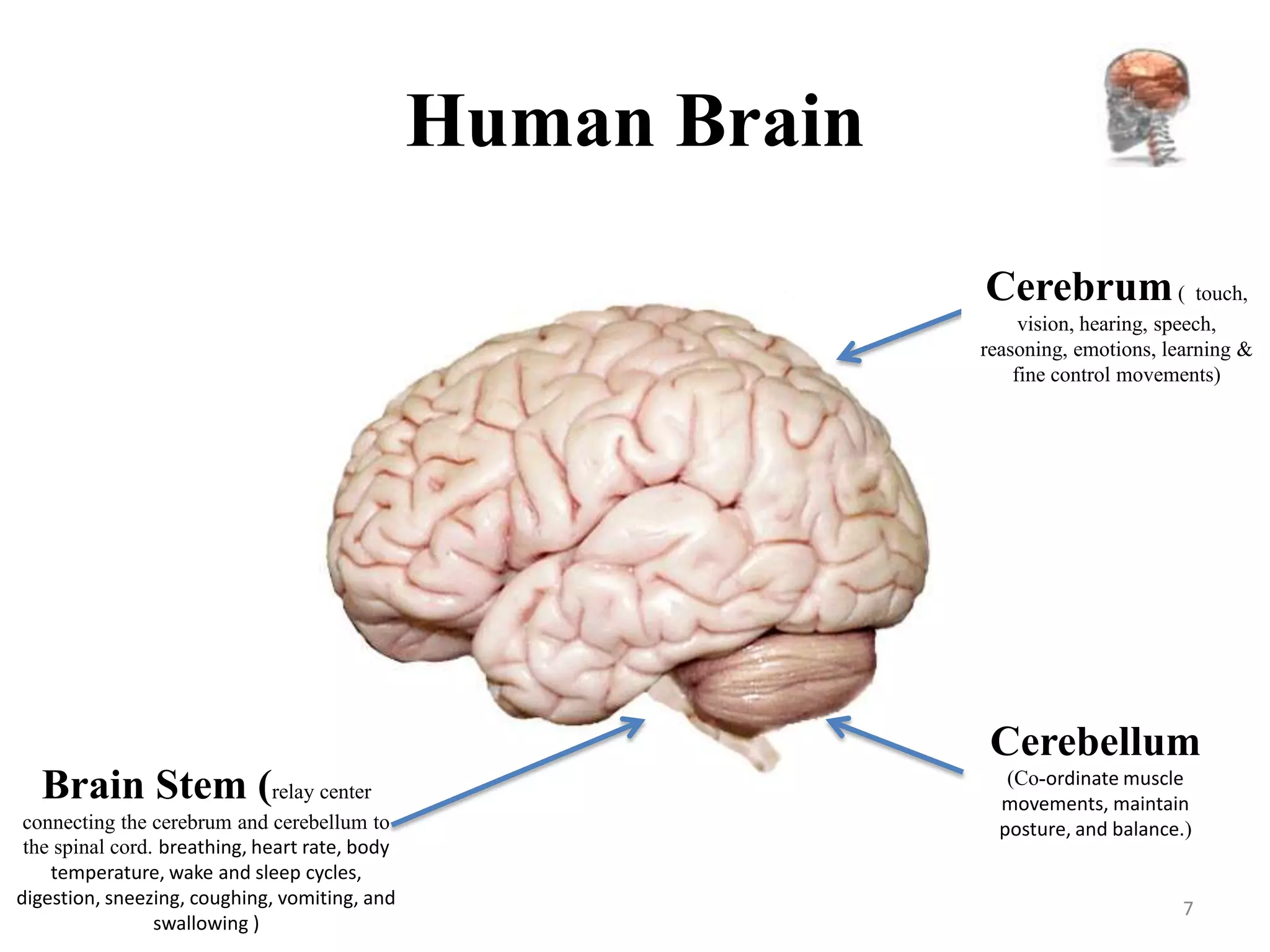 Human Brain
                                                              Cerebrum ( touch,
                                                                   vision, hearing, speech,
                                                              reasoning, emotions, learning &
                                                                  fine control movements)




                                                               Cerebellum
                                                                 (Co-ordinate muscle
  Brain Stem (relay center                                      movements, maintain
 connecting the cerebrum and cerebellum to                      posture, and balance.)
 the spinal cord. breathing, heart rate, body
    temperature, wake and sleep cycles,
digestion, sneezing, coughing, vomiting, and
                                                                                     7
                 swallowing )
 