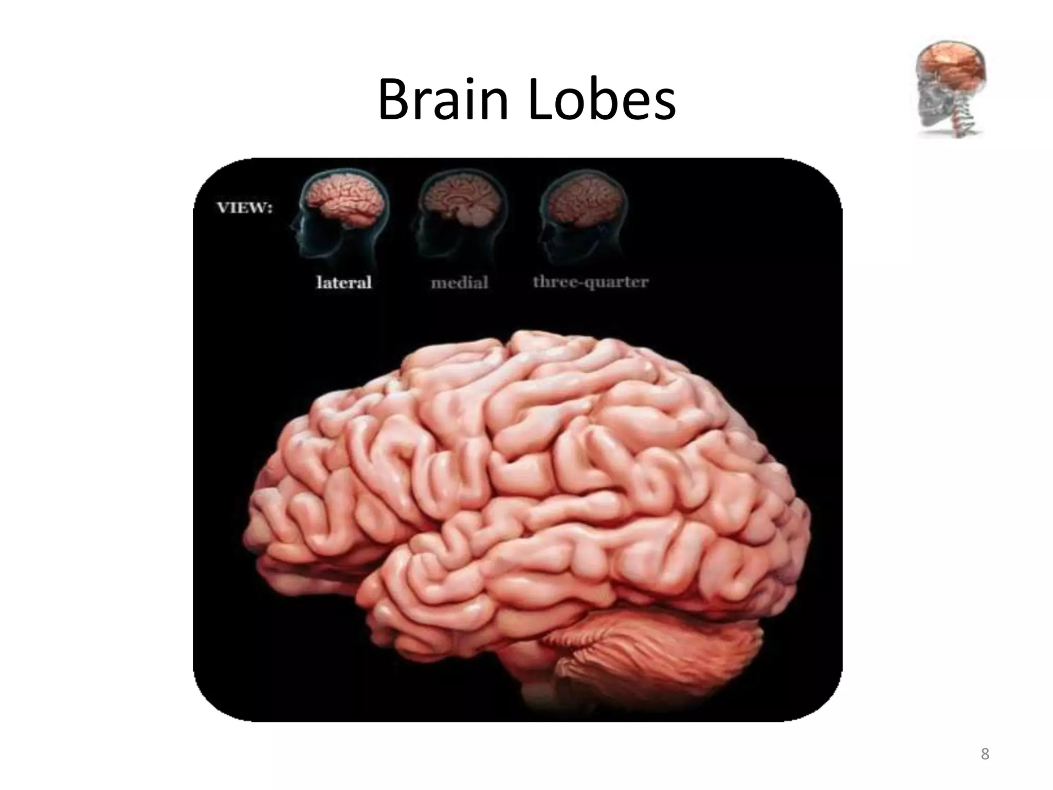 Brain Lobes




              8
 