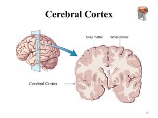 Cerebral Cortex




Cerebral Cortex




                          18
 