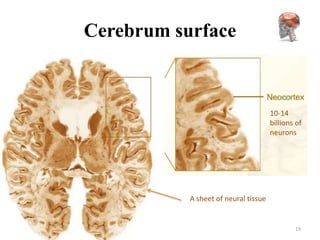 Cerebrum surface



                                      10-14
                                      billions of
                                      neurons




           A sheet of neural tissue


                                              19
 