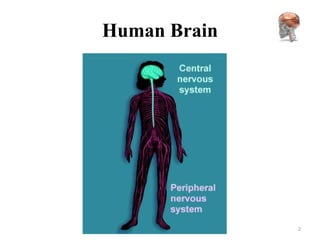 Human Brain




              2
 