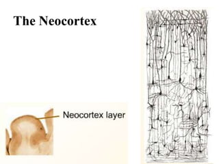 The Neocortex




                20
 