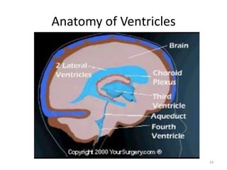 Anatomy of Ventricles




                        24
 
