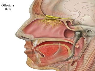 Olfactory
  Bulb




            31
 