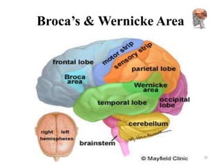 Broca’s & Wernicke Area




                          32
 