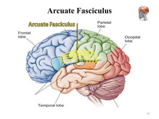 Arcuate Fasciculus




                     34
 