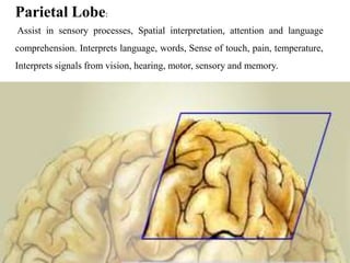 Parietal Lobe:
Assist in sensory processes, Spatial interpretation, attention and language
comprehension. Interprets language, words, Sense of touch, pain, temperature,
Interprets signals from vision, hearing, motor, sensory and memory.




                                                                            35
 