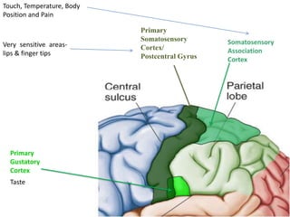 Touch, Temperature, Body
Position and Pain

                           Primary
                           Somatosensory       Somatosensory
Very sensitive areas-      Cortex/
lips & finger tips                             Association
                           Postcentral Gyrus   Cortex




  Primary
  Gustatory
  Cortex
  Taste


                                                          36
 