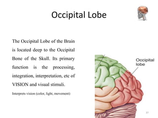 Occipital Lobe

The Occipital Lobe of the Brain
is located deep to the Occipital
Bone of the Skull. Its primary
function       is    the     processing,
integration, interpretation, etc of
VISION and visual stimuli.
Interprets vision (color, light, movement)




                                             37
 