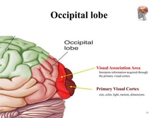 Occipital lobe




           Visual Association Area
            Interprets information acquired through
            the primary visual cortex.



           Primary Visual Cortex
            size, color, light, motion, dimensions




                                                     38
 