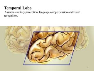 Temporal Lobe:
 Assist in auditory perception, language comprehension and visual
recognition.




                                                                    42
 