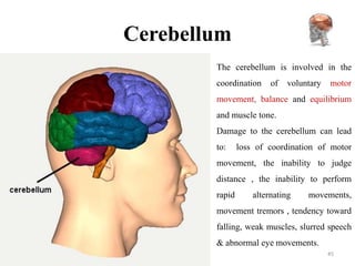 Cerebellum
        The cerebellum is involved in the
        coordination     of   voluntary   motor
        movement, balance and equilibrium
        and muscle tone.
        Damage to the cerebellum can lead
        to:     loss of coordination of motor
        movement, the inability to judge
        distance , the inability to perform
        rapid       alternating    movements,
        movement tremors , tendency toward
        falling, weak muscles, slurred speech
        & abnormal eye movements.
                                          45
 