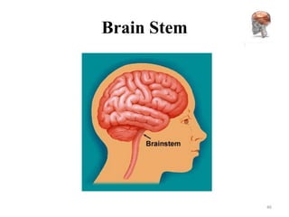 Brain Stem




             46
 