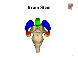 Brain Stem




             49
 