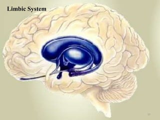 Limbic System




                57
 