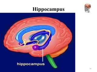 Hippocampus




              59
 