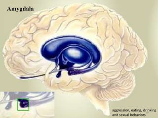 Amygdala




           aggression, eating, drinking
                                60
           and sexual behaviors
 