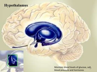 Hypothalamus




               Monitors blood levels of glucose, salt,
                                                   61
               blood pressure and hormones
 