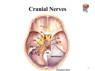 Cranial Nerves




                 63
 