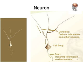 Neuron




         68
 