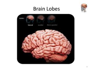 Brain Lobes




              8
 