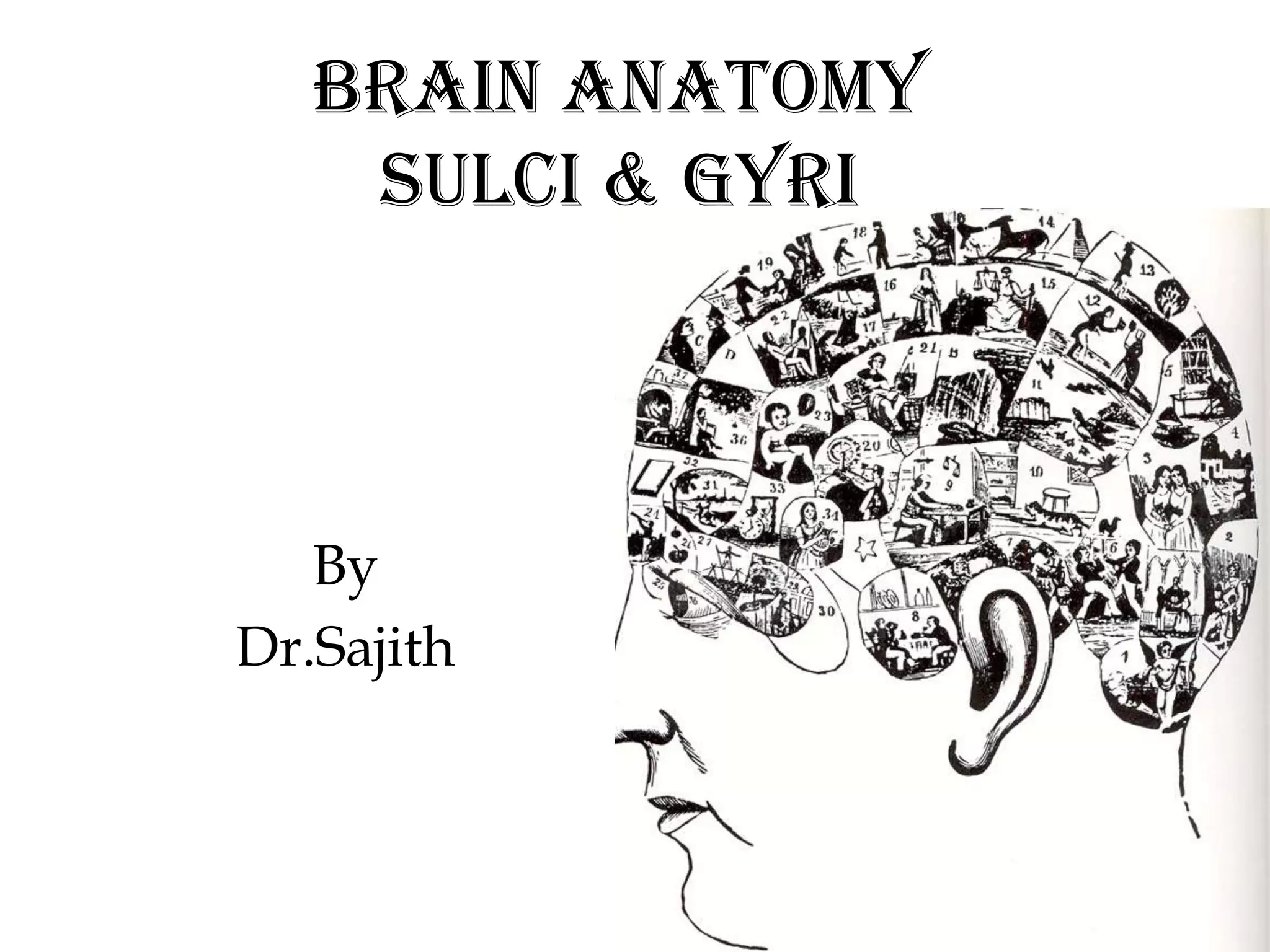 Anatomy of brain sulcus and gyrus - Dr.Sajith MD RD | PPTX