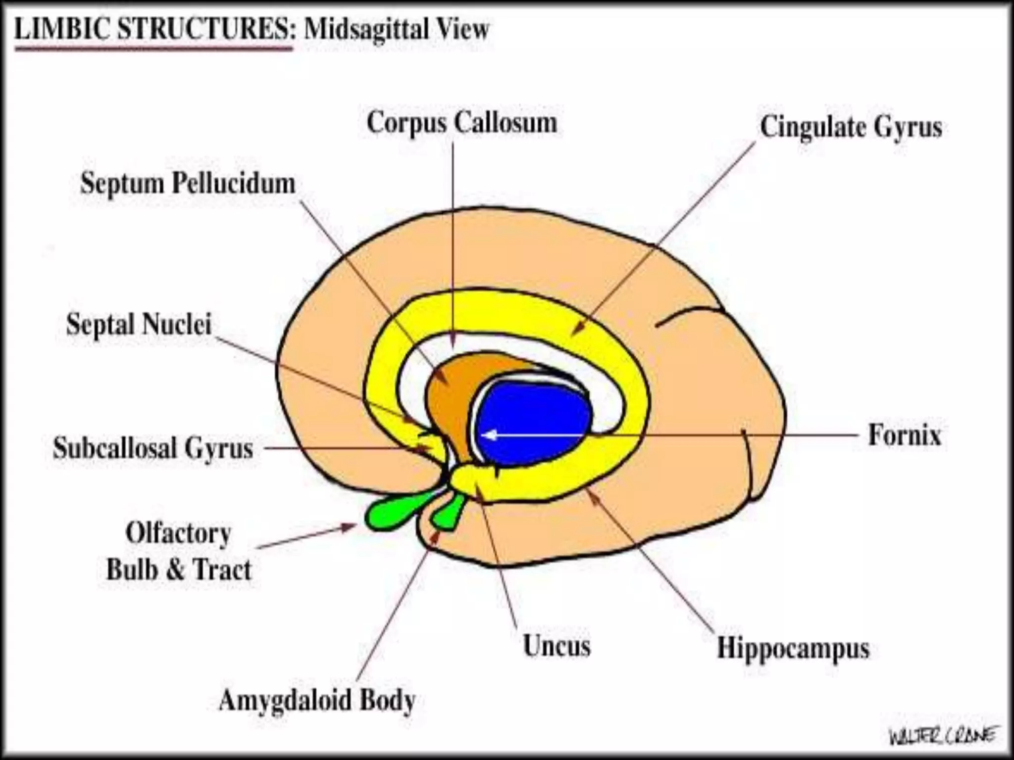 Anatomy of brain sulcus and gyrus - Dr.Sajith MD RD | PPTX