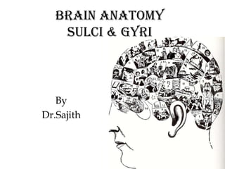 Brain Anatomy
Sulci & Gyri

By
Dr.Sajith

 