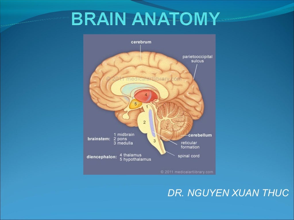 Brain anatomy